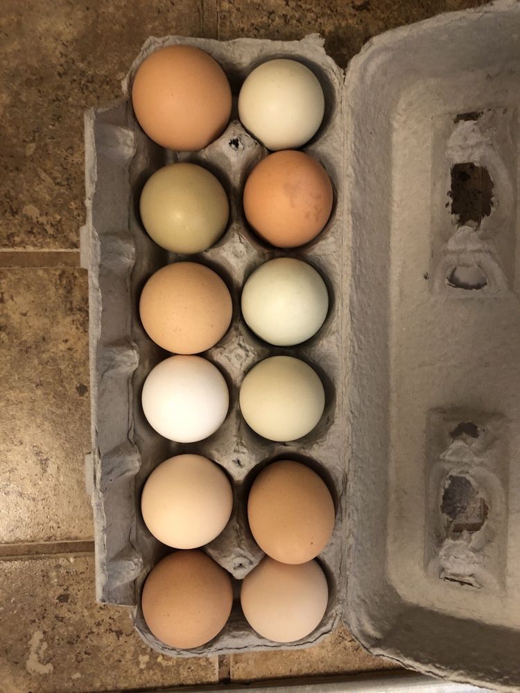 Farm fresh eggs